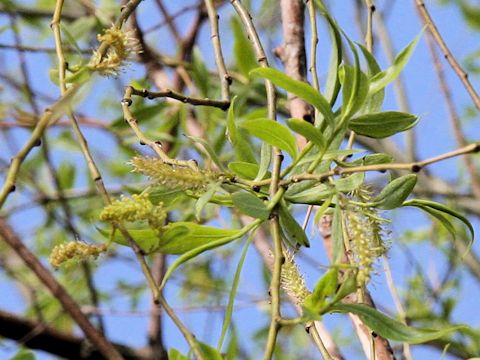 Salix babylonica