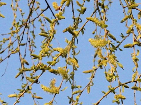 Salix babylonica