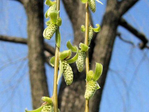 Salix babylonica