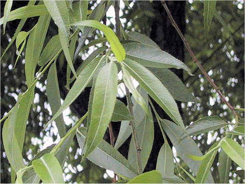 Salix babylonica