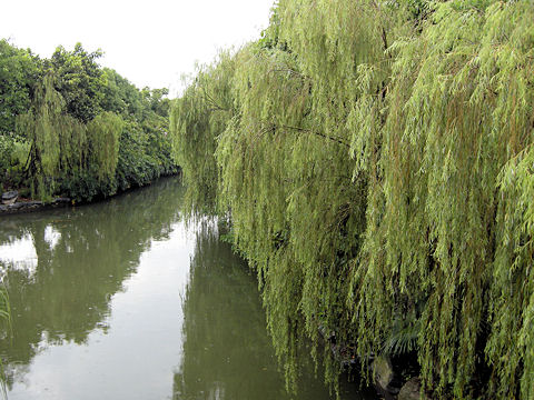 Salix babylonica