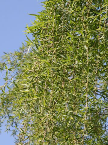 Salix babylonica