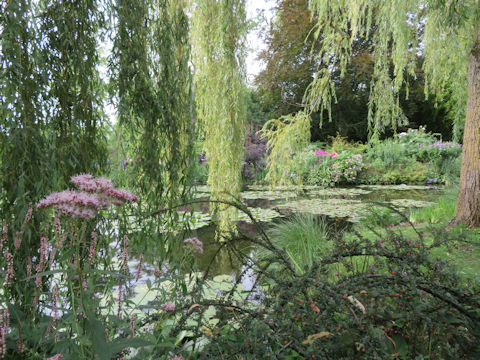 Salix babylonica