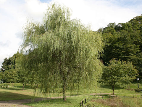 Salix babylonica