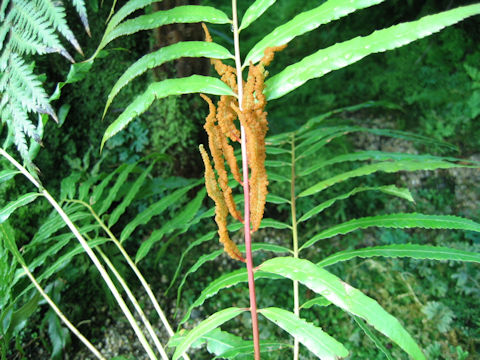 Osmunda banksiifolia