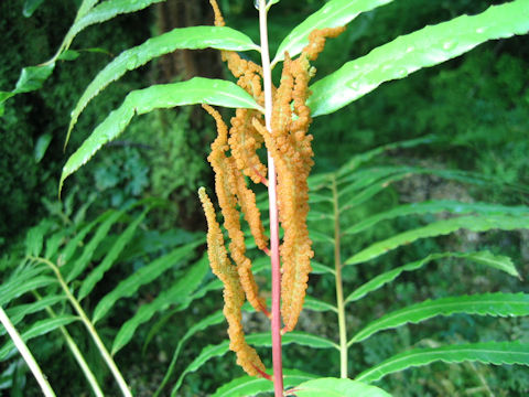 Osmunda banksiifolia