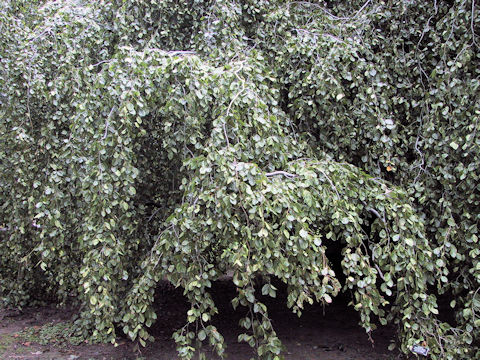 Fagus sylvatica f. pendula