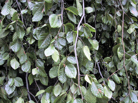 Fagus sylvatica f. pendula