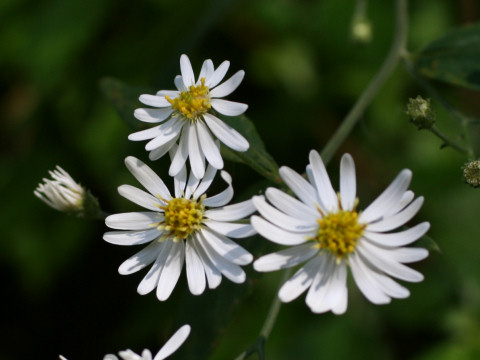 Aster ageratoides var. ageratoides