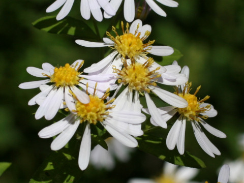 Aster ageratoides var. ageratoides