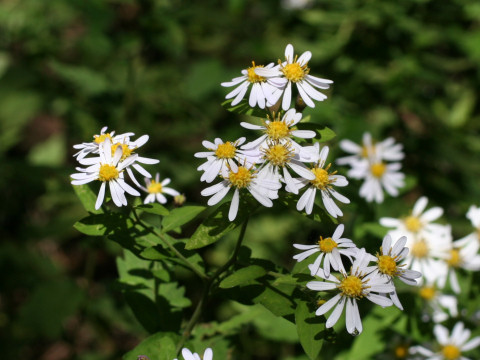 Aster ageratoides var. ageratoides