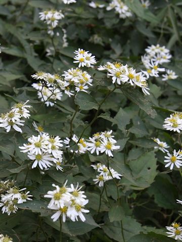 Aster ageratoides var. ageratoides