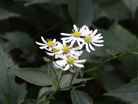 Aster ageratoides var. ageratoides