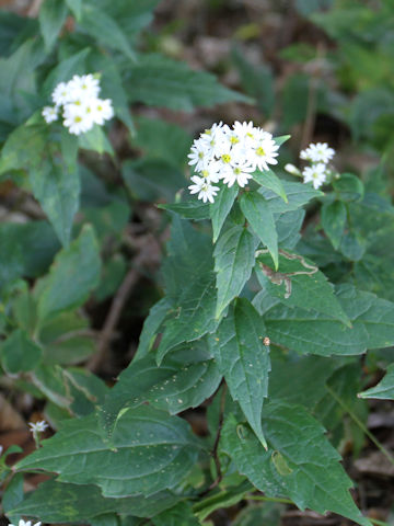 Aster ageratoides var. ageratoides