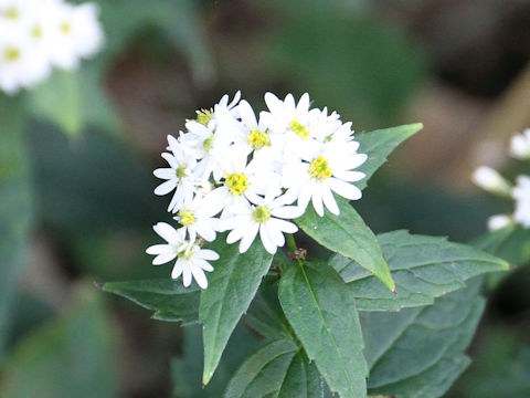 Aster ageratoides var. ageratoides