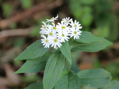 Aster ageratoides var. ageratoides