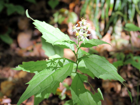 Aster ageratoides var. ageratoides