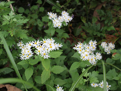 Aster ageratoides var. ageratoides