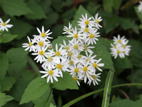 Aster ageratoides var. ageratoides