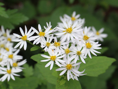 Aster ageratoides var. ageratoides