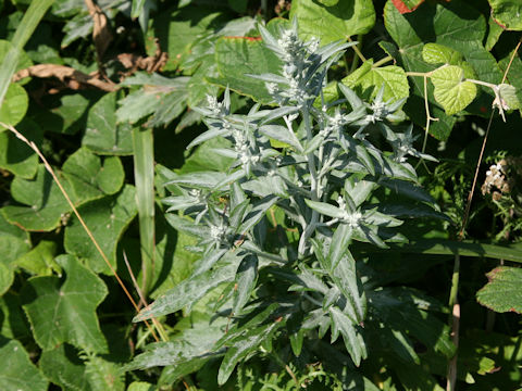 Artemisia stelleriana