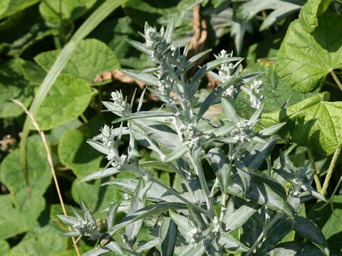 Artemisia stelleriana