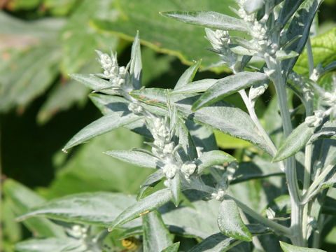 Artemisia stelleriana