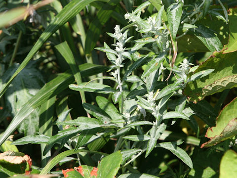 Artemisia stelleriana