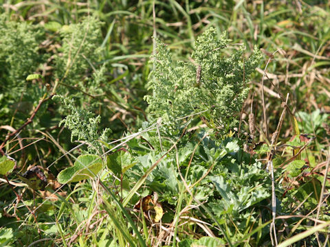 Artemisia stelleriana