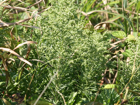 Artemisia stelleriana