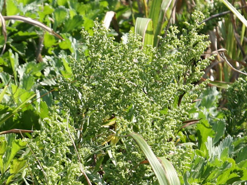 Artemisia stelleriana