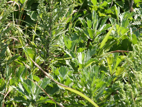 Artemisia stelleriana