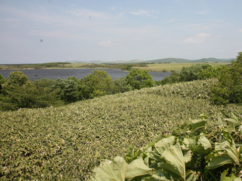 Sasa kurilensis