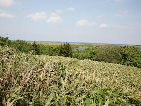 Sasa kurilensis