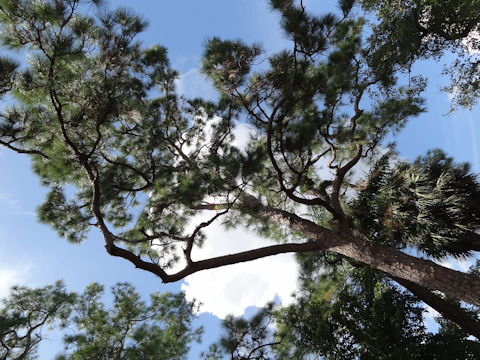 Pinus elliottii