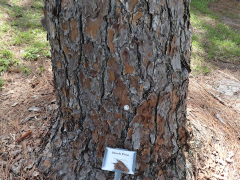 Pinus elliottii