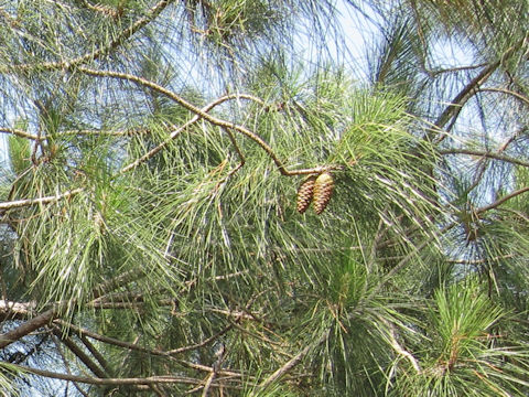 Pinus elliottii