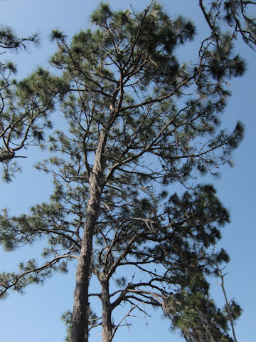 Pinus elliottii