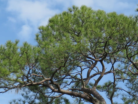 Pinus elliottii