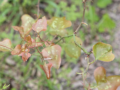 Smilax bona-nox