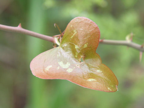 Smilax bona-nox