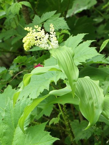 Smilacina racemosa