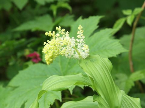 Smilacina racemosa