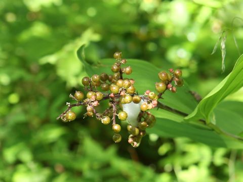 Smilacina racemosa