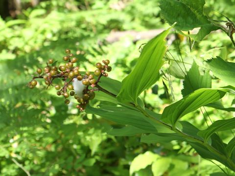 Smilacina racemosa