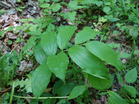 Smilacina racemosa