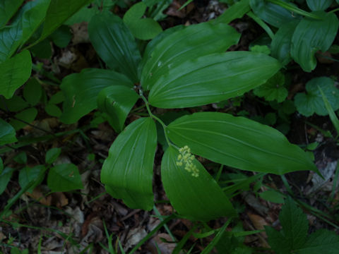 Smilacina racemosa