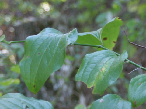 Smilax rotundifolia