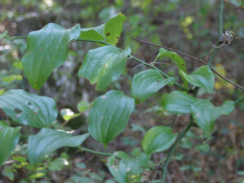 Smilax rotundifolia