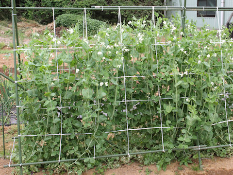 Pisum sativum var. macrocarpon